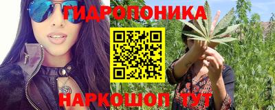 крисы Можга